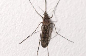 Mosquitoes Have Been Present in Iceland for the First Time Ever
