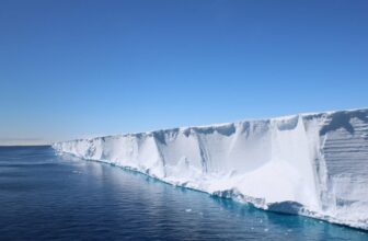 Scientists Went Searching for Shackleton’s Endurance. They discovered a Hidden Fish Metropolis in Excellent Formation As a substitute