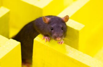 ChatGPT’s Browser Bot Appears to Keep away from New York Occasions Hyperlinks Like a Rat Who Acquired Electrocuted