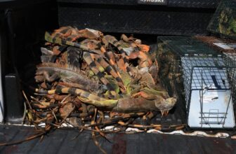 Iguanas Fell From Bushes Throughout Florida Chilly Snap—and the Numbers Are Staggering