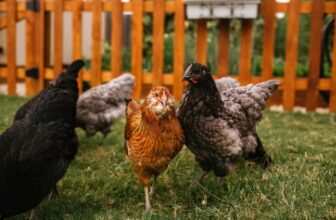 Yard Chickens Are Spreading Antibiotic-Resistant Salmonella Throughout the US, CDC Warns