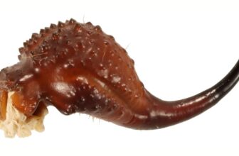 Scorpions Are Actually Metallic, Examine Reveals